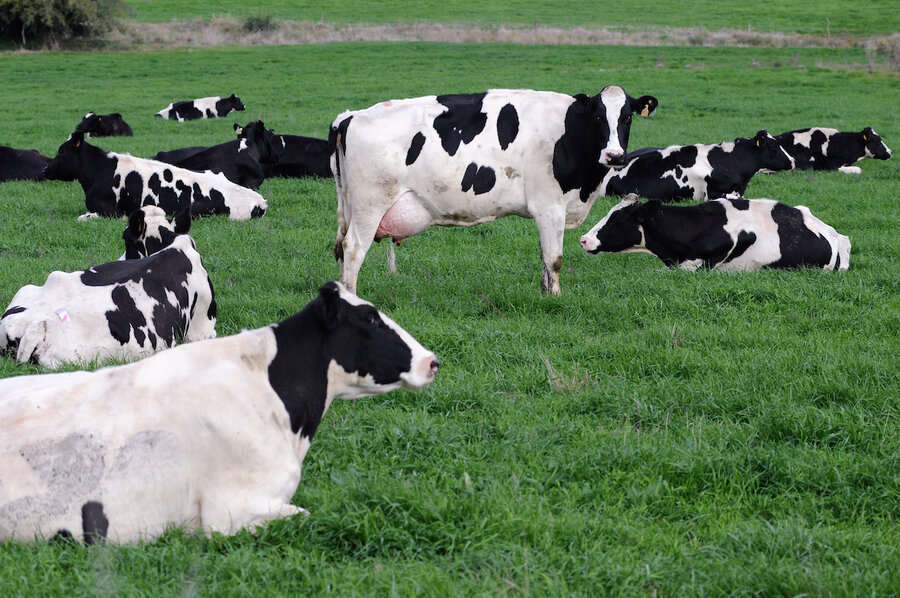 imagen de Deudas y falta de leche golpean al sector lácteo; Inale advirtió sobre un problema “importante” en la mayoría de las industrias