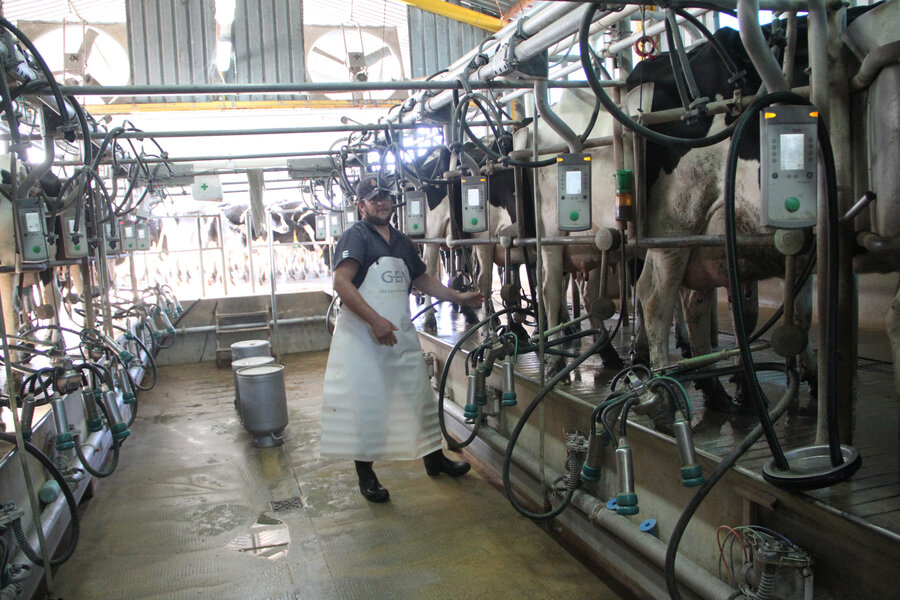 imagen de Unos 3.800 tamberos dejaron la lechería en los últimos 30  años; la producción aumentó y se concentró en grandes predios