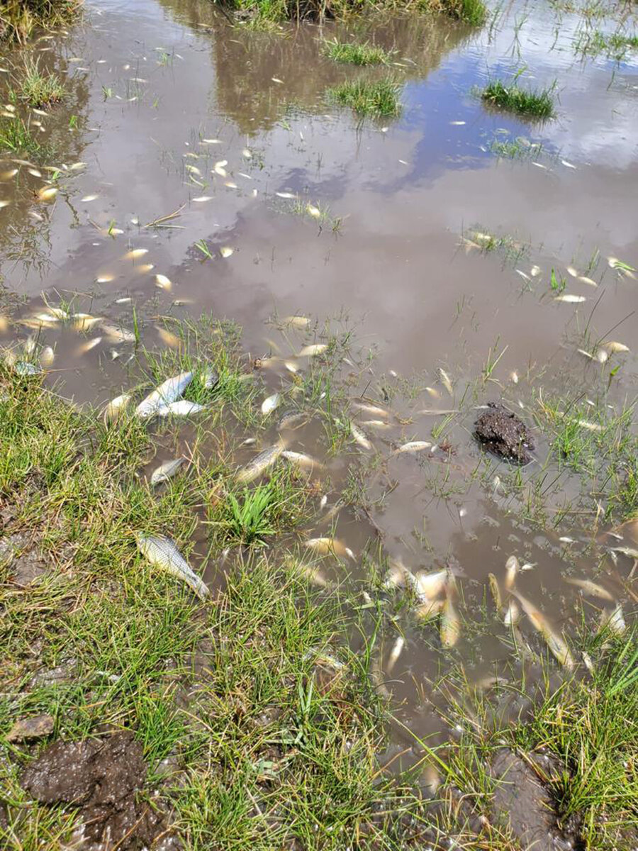 imagen de Denuncian contaminación del agua por corrales de engorde de ganado en Tacuarembó y hacen pedido de informes a Ambiente