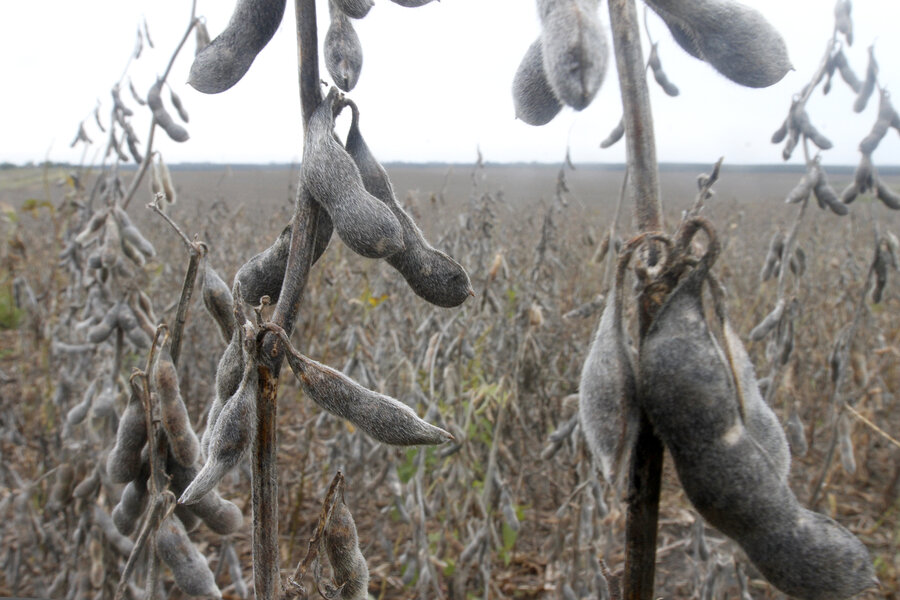 imagen de Para evitar adulteración de granos y contagio de Covid-19, el MGAP exhortó a “extremar cuidados” en la cosecha de soja