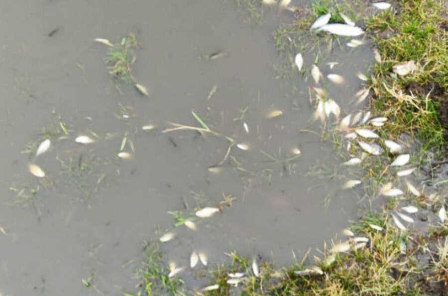 imagen de Ambiente constató afectación del agua por parte de un corral de engorde de ganado en Tacuarembó y sugirió sanción a empresa