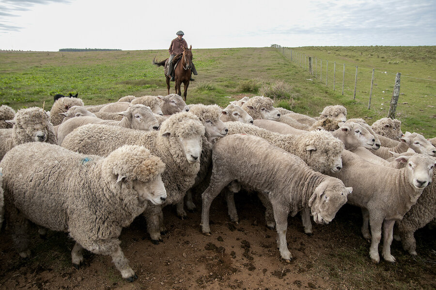 imagen de Productores advierten descontrol de jaurías y matan a perros que entran en sus campos; algunos quieren abandonar cría de ovejas