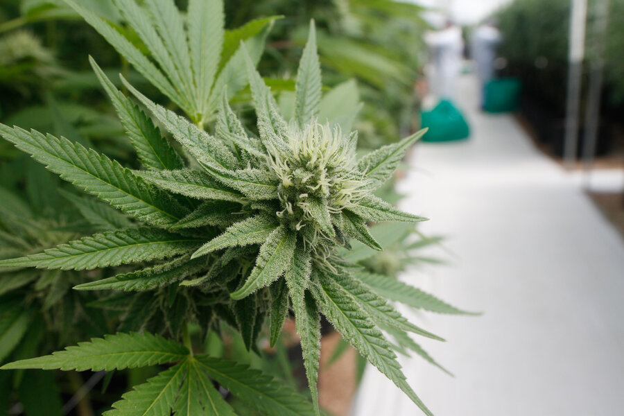 imagen de El Ministerio de Salud instala un programa de “cannabis medicinal y terapéutico” para “dinamizar” un sector con “mucho futuro”