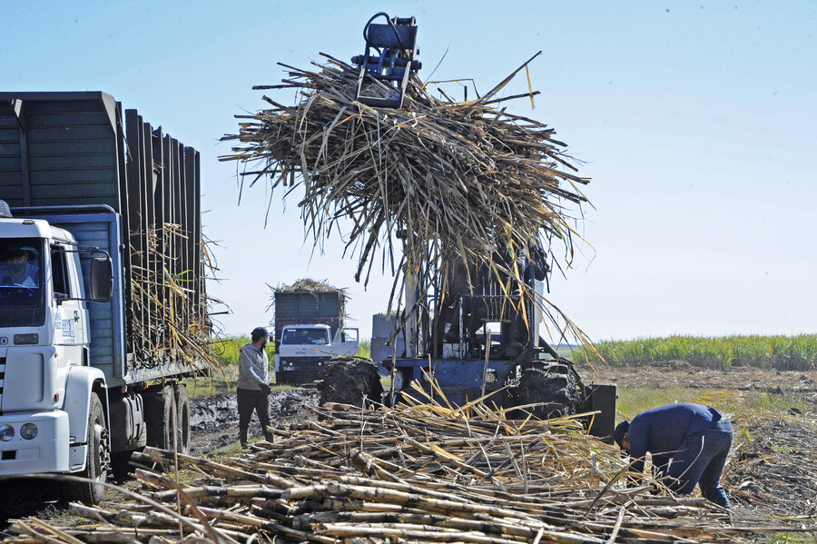 imagen de El área cañera se mantiene en 6.500 hectáreas para producir 440.000 toneladas de azúcar; el gobierno prevé sumarle el cáñamo