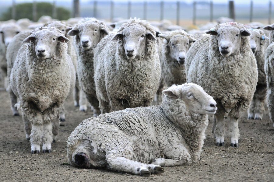 imagen de Concentradas en China, repuntan las exportaciones del sector ovino