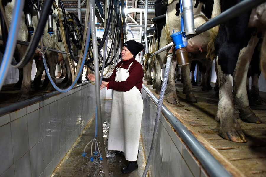 imagen de Incremento de 30% en producción láctea generaría unos US$ 1.300 millones y casi 8.500 empleos; hay “ineficiencias”, según Ceres