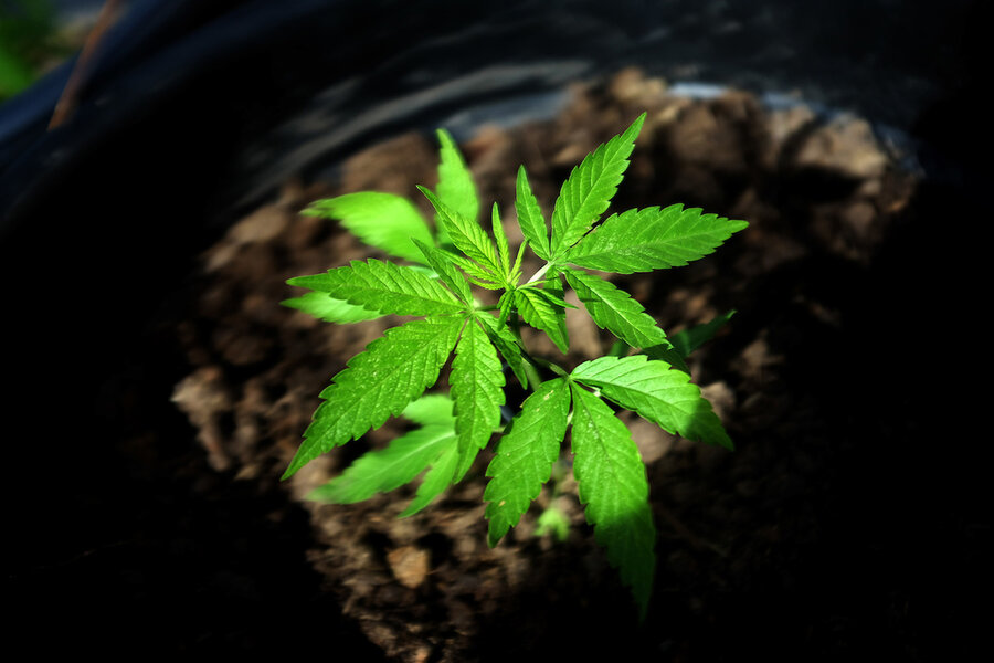 imagen de Tener más plantas de marihuana de las autorizadas por la ley no es un delito, afirmó un tribunal de apelaciones