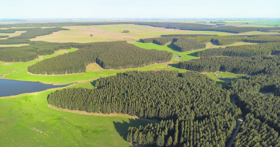 imagen de Las empresas forestales juegan fuerte en el mercado de tierras en Uruguay