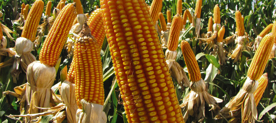 imagen de Prevén crecimiento del área de maíz de primera por menor siembra de colza y pronóstico de año Niño