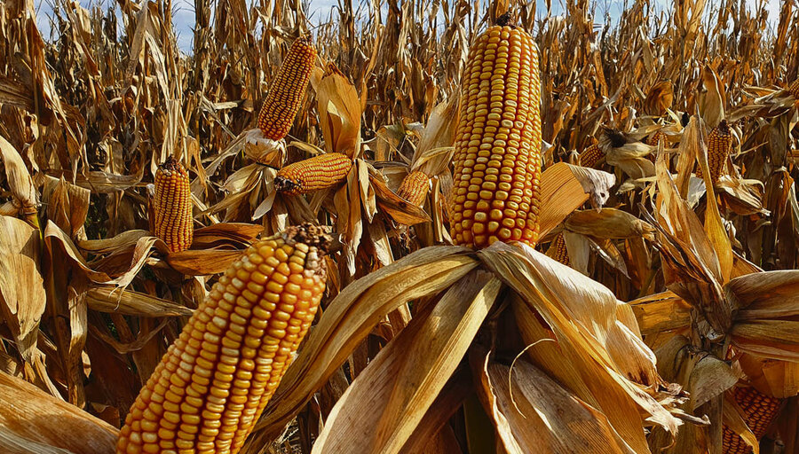 imagen de Uruguay fue el país que registró el mayor crecimiento en rendimiento de maíz en los últimos 20 años