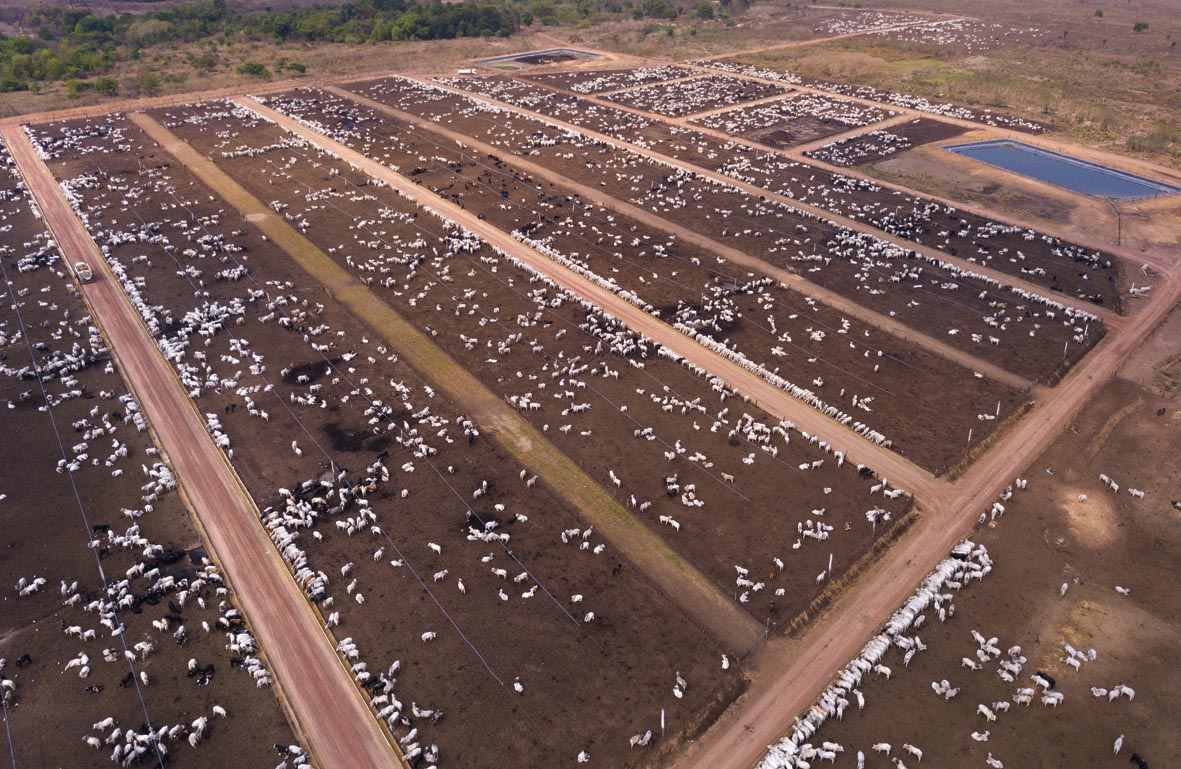 Brazil’s Beef Exports Reach New High in 2023
