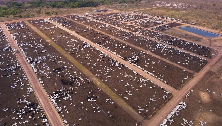 imagen de Brasil consolida su liderazgo en las exportaciones de carne vacuna con 1,97 millones de toneladas en 2023