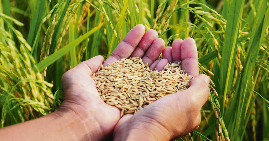 imagen de El arroz consolida un buen momento y proyecta crecer si supera obstáculos