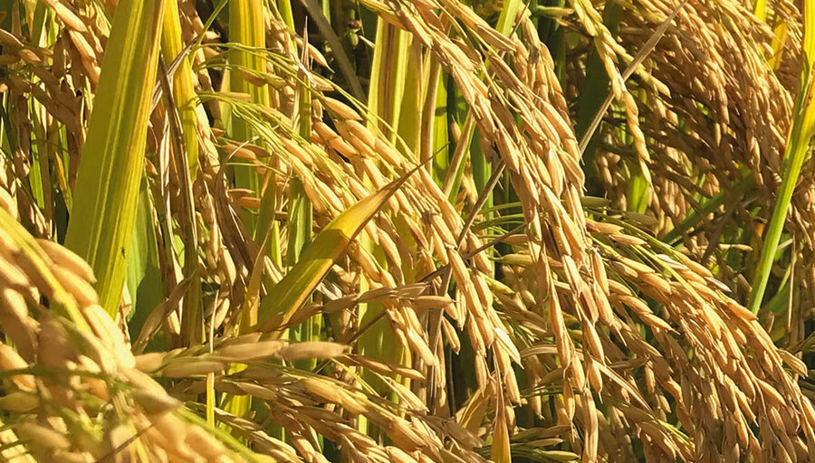 imagen de El arroz cierra su siembra 2023-2024 consolidado como el mercado estrella del agro en Uruguay