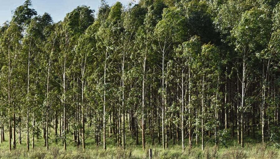 imagen de Exportaciones forestales se encaminan a liderar el ranking en 2024, con unos US$ 3.237 millones