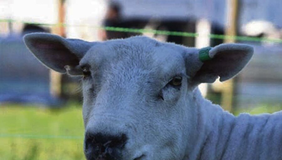 imagen de Buenas señales para la carne ovina y panorama desafiante para las lanas