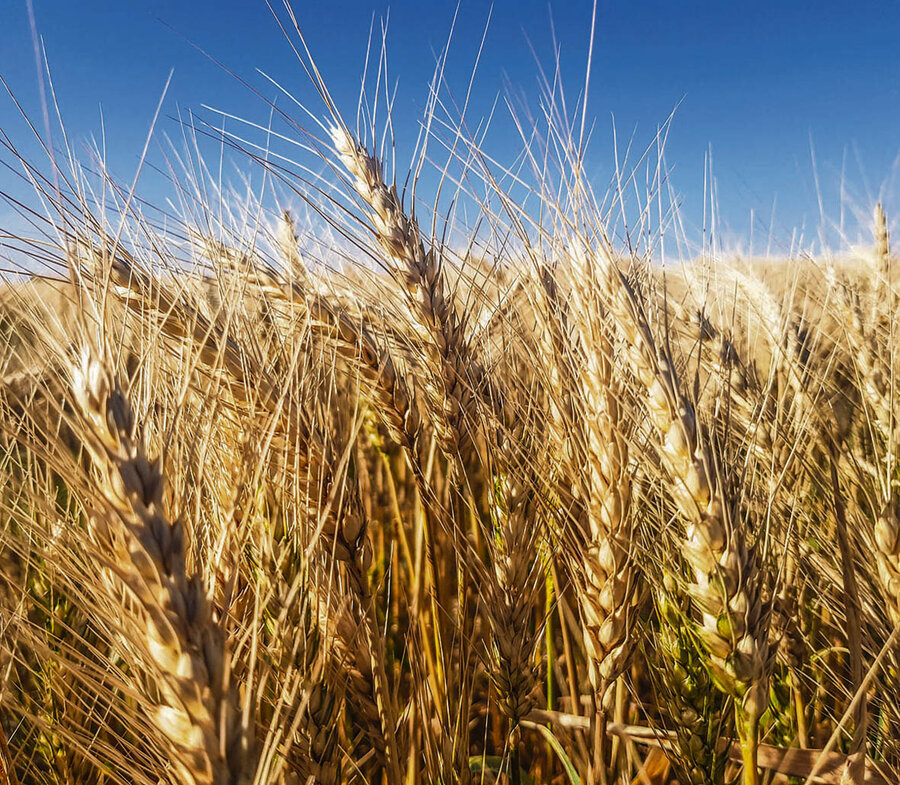 imagen de Quedan por comercializar cerca de 400.000 toneladas de trigo