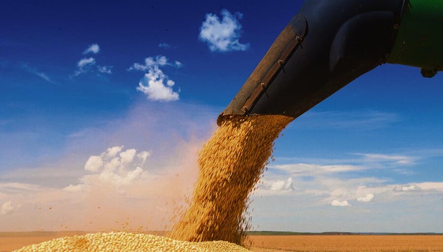 imagen de Estados Unidos apuesta a la soja y en Uruguay hay cautela para decidir sobre la siembra